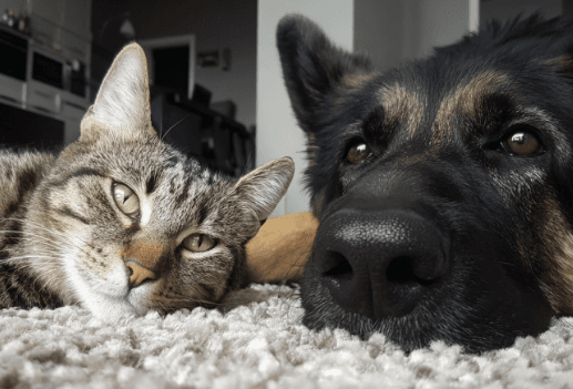 Pet Myths Busted: Common Misconceptions About Cats and Dogs