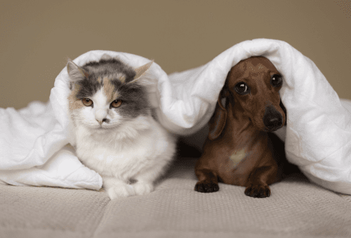 How to Help Your Pet Overcome Anxiety and Stress